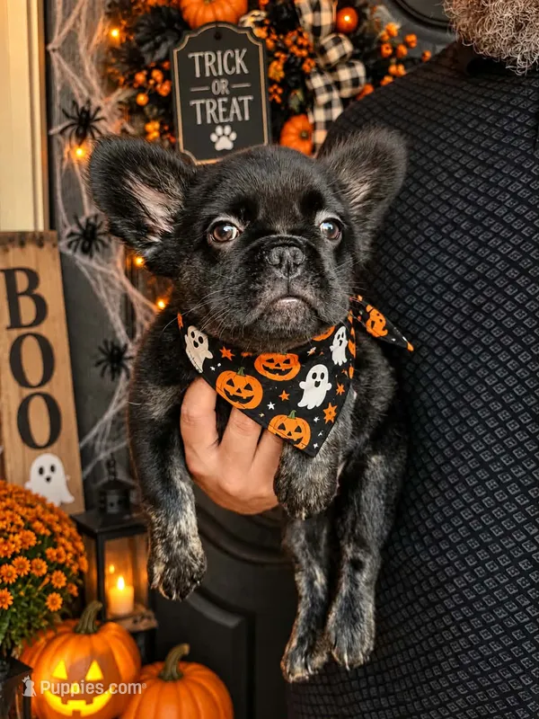 Violet- Black trindle Fluffy – French Bulldog puppy for sale in Van Alstyne, TX