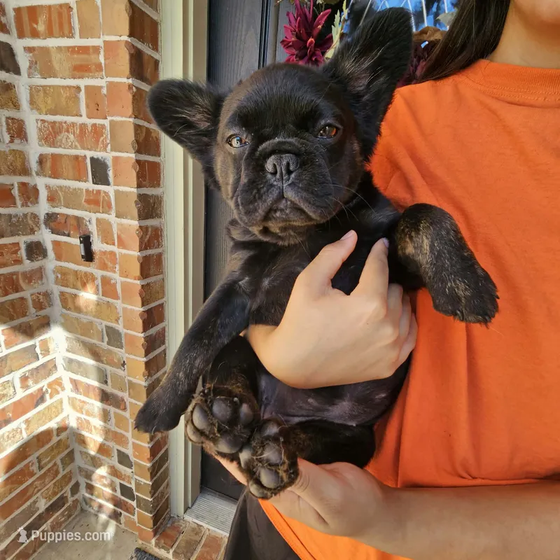 Pinkie- Black trindle fluffy – French Bulldog puppy for sale in Van Alstyne, TX