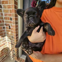 Pinkie- beautiful, sweet, fully vaccinated and crate trained, a female French Bulldog for sale in Van Alstyne, TX – 1 of 6