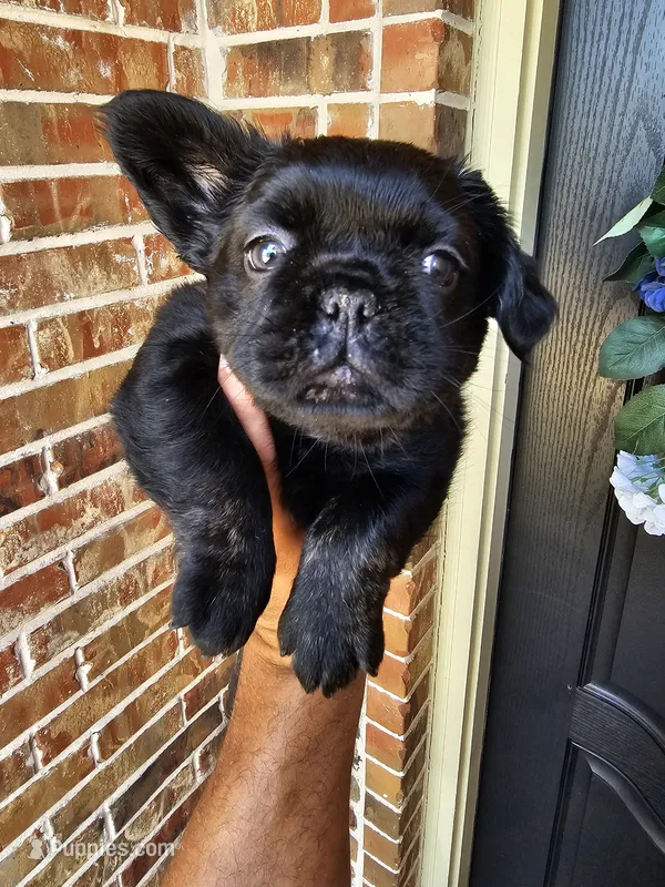 Pinkie- Black trindle fluffy – French Bulldog puppy for sale in Van Alstyne, TX