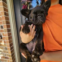 Pinkie- beautiful, sweet, fully vaccinated and crate trained, a female French Bulldog for sale in Van Alstyne, TX – 2 of 6