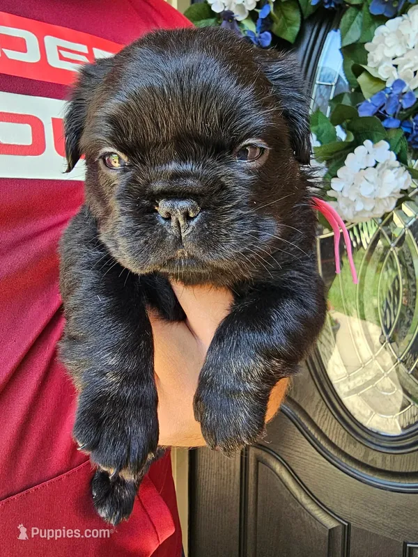 Pinkie- Black trindle fluffy – French Bulldog puppy for sale in Van Alstyne, TX