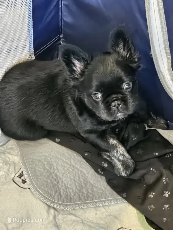 Violet- Black trindle Fluffy – French Bulldog puppy for sale in Van Alstyne, TX