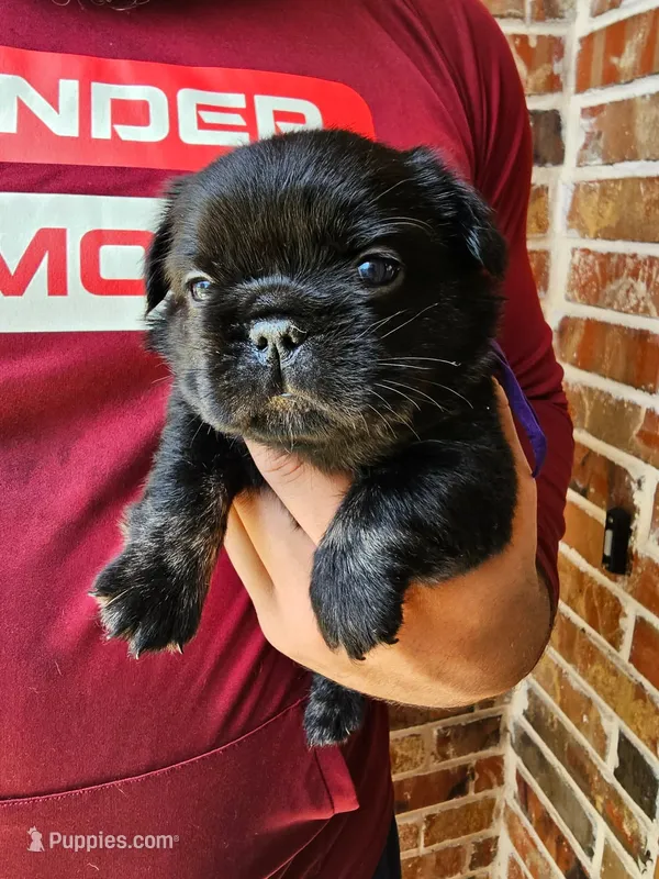 Violet- Black trindle Fluffy – French Bulldog puppy for sale in Van Alstyne, TX