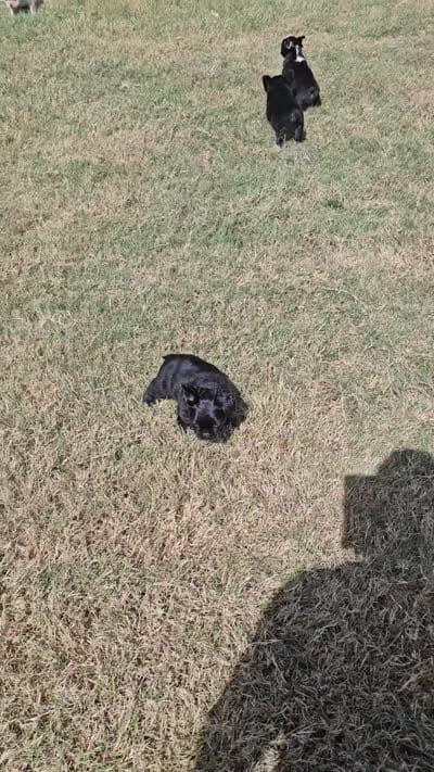 Violet- Black trindle Fluffy, a female French Bulldog for sale in Van Alstyne, TX – 4 of 4