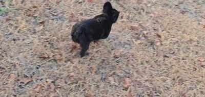 Pinkie- beautiful, sweet, fully vaccinated and crate trained, a female French Bulldog for sale in Van Alstyne, TX – 6 of 6