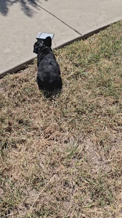Pinkie- Black trindle fluffy, a female French Bulldog for sale in Van Alstyne, TX – 4 of 4