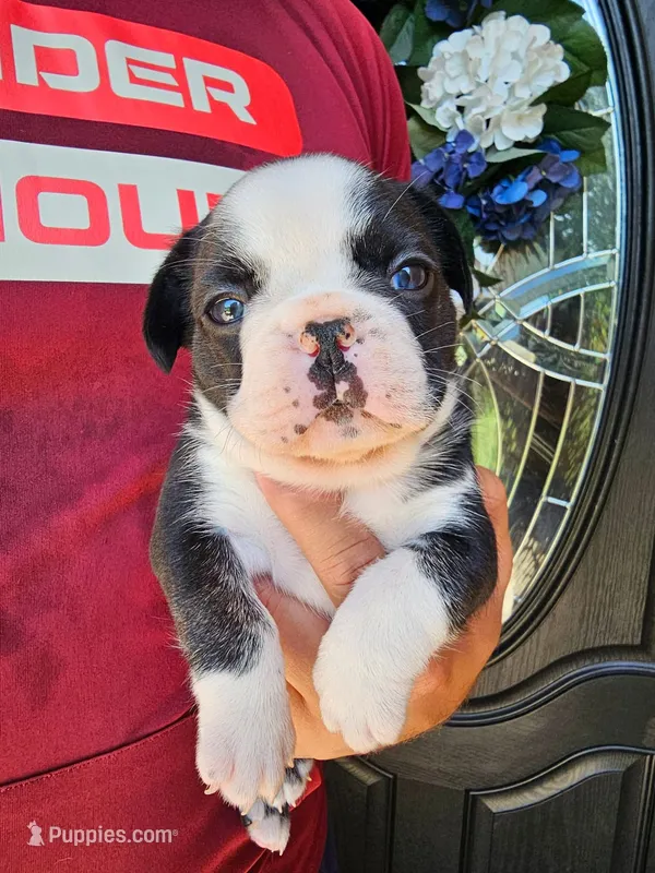 Panda Husky Boy – French Bulldog puppy for sale in Van Alstyne, TX
