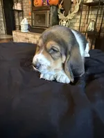 Boy 2, a male Basset Hound for sale in Scipio, IN – 2 of 2