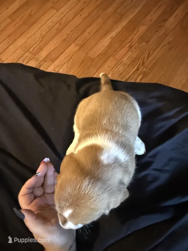 Girl 2 – Basset Hound puppy for sale in Scipio, IN