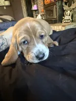 Boy 3, a male Basset Hound for sale in Scipio, IN – 1 of 2