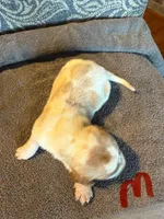 Blue, a male Basset Hound for sale in Scipio, IN – Photo 1 of 2