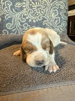 Blue, a male Basset Hound for sale in Scipio, IN – Photo 2 of 2