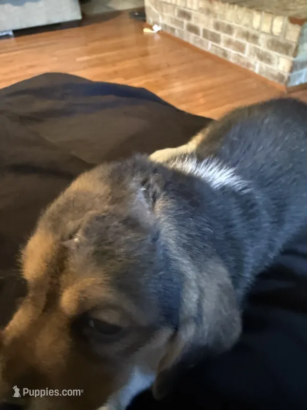 Boy – Basset Hound puppy for sale in Scipio, IN