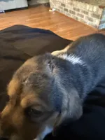 Boy, a male Basset Hound for sale in Scipio, IN – 1 of 3