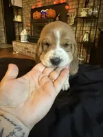 Girl, a female Basset Hound for sale in Scipio, IN – 2 of 3