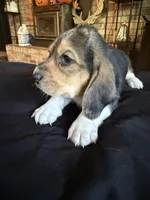 Boy, a male Basset Hound for sale in Scipio, IN – 3 of 3