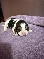 Black, a male Basset Hound for sale in Scipio, IN – Photo 1 of 2