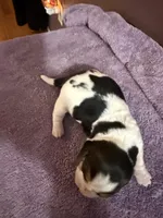 Black, a male Basset Hound for sale in Scipio, IN – Photo 2 of 2