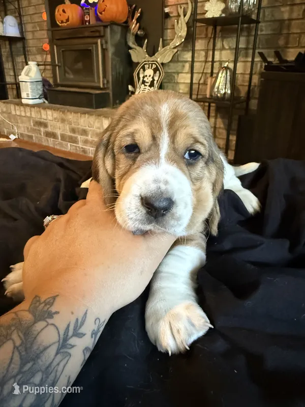 Girl 3 – Basset Hound puppy for sale in Scipio, IN