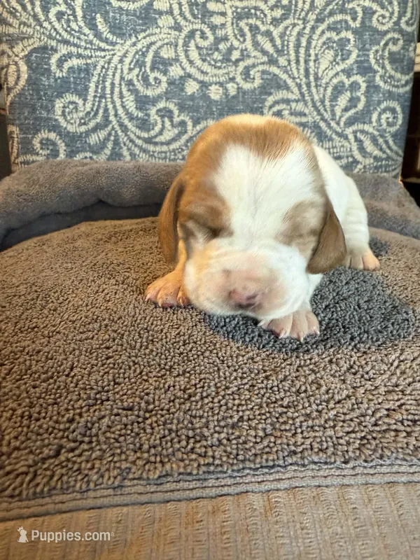 pink – Basset Hound puppy for sale in Scipio, IN