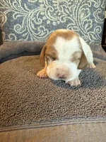 pink, a female Basset Hound for sale in Scipio, IN – Photo 1 of 2