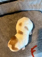 pink, a female Basset Hound for sale in Scipio, IN – Photo 2 of 2