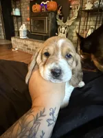Girl 2, a female Basset Hound for sale in Scipio, IN – 2 of 2