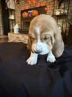 Girl, a female Basset Hound for sale in Scipio, IN – 3 of 3