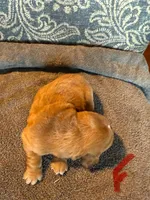 Red, a female Basset Hound for sale in Scipio, IN – Photo 2 of 2