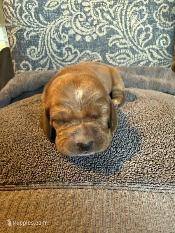 Red – Basset Hound puppy for sale in Scipio, IN