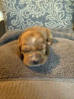 Red, a female Basset Hound for sale in Scipio, IN – Photo 1 of 2