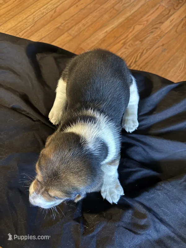 Boy 2 – Basset Hound puppy for sale in Scipio, IN