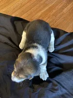 Boy 2, a male Basset Hound for sale in Scipio, IN – 1 of 2
