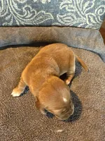 Black, a male Basset Hound for sale in Scipio, IN – Photo 1 of 2