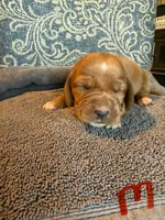 Black, a male Basset Hound for sale in Scipio, IN – Photo 2 of 2