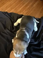 Girl 3, a female Basset Hound for sale in Scipio, IN – 2 of 2