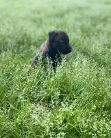 Meet Ruffo - Male AKC Belgian Malinois 💙🐾, a male Belgian Malinois for sale in Keller, TX – Photo 4 of 10
