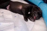 AKC BOY 1 💙🐾, a male Belgian Malinois for sale in Keller, TX – Photo 5 of 9