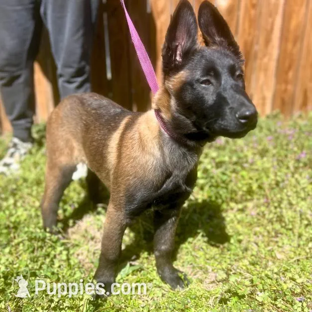 Litter Coming Soon 🐾, a  Belgian Malinois for sale in Keller, TX – Photo 7 of 10