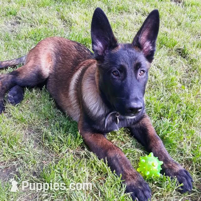 Litter Coming Soon 🐾, a  Belgian Malinois for sale in Keller, TX – Photo 8 of 10