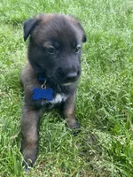 Meet Ruffo - Male AKC Belgian Malinois 💙🐾, a male Belgian Malinois for sale in Keller, TX – Photo 5 of 10