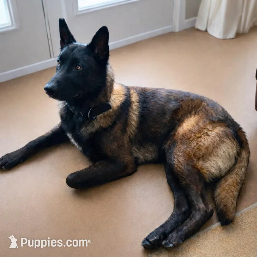 Litter Coming Soon 🐾, a  Belgian Malinois for sale in Keller, TX – Photo 4 of 10