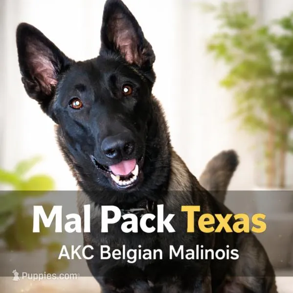 Litter Coming Soon 🐾, a  Belgian Malinois for sale in Keller, TX – Photo 2 of 10