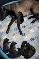 AKC BOY 1 💙🐾, a male Belgian Malinois for sale in Keller, TX – Photo 4 of 9