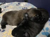 Meet Ruffo - Male AKC Belgian Malinois 💙🐾, a male Belgian Malinois for sale in Keller, TX – Photo 2 of 10