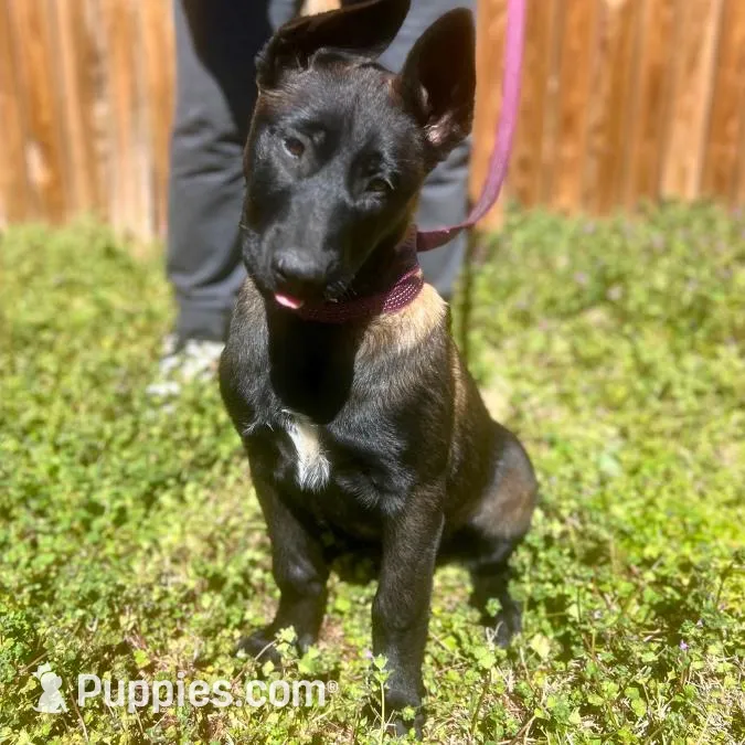 Litter Coming Soon 🐾, a  Belgian Malinois for sale in Keller, TX – Photo 6 of 10