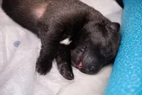 AKC BOY 1 💙🐾, a male Belgian Malinois for sale in Keller, TX – Photo 6 of 9