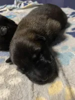 Meet Ruffo - Male AKC Belgian Malinois 💙🐾, a male Belgian Malinois for sale in Keller, TX – Photo 3 of 10