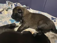 Meet Ruffo - Male AKC Belgian Malinois 💙🐾, a male Belgian Malinois for sale in Keller, TX – Photo 7 of 10